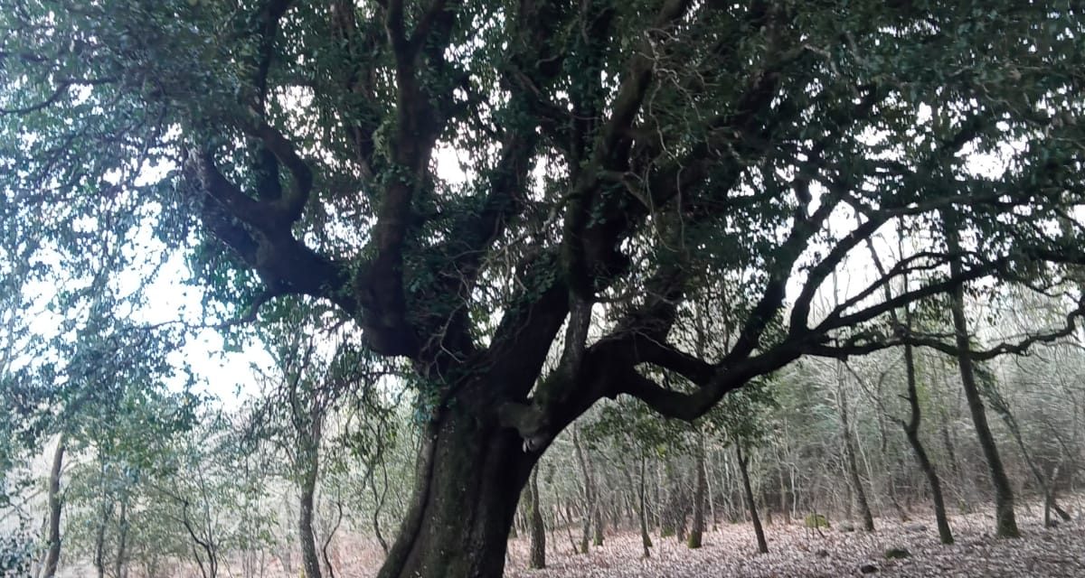 Identità agricola al naturale