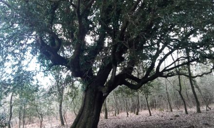 Identità agricola al naturale