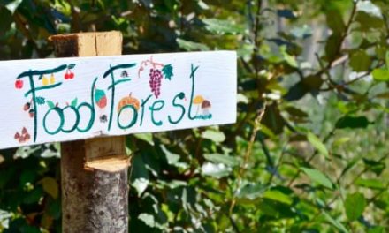 Food forest: quando il pascolamento tutela e protegge il bosco