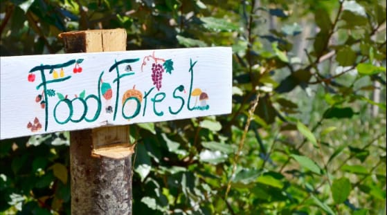 Food forest: quando il pascolamento tutela e protegge il bosco